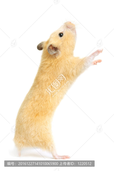 倉鼠
