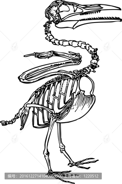 鳥的骨骼