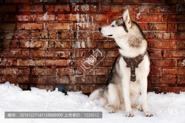 Husky的垃圾