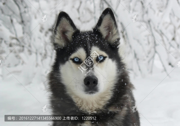 雪狗哈士奇
