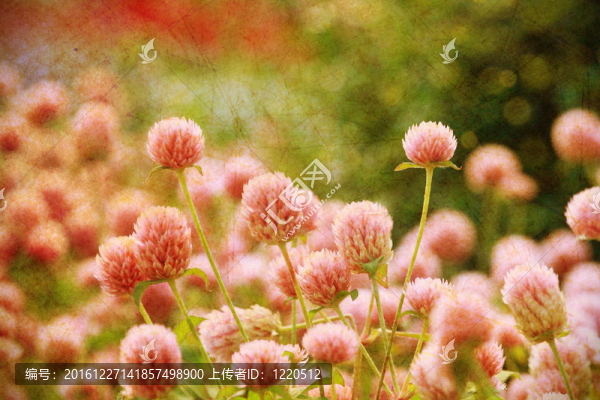 現(xiàn)場垃圾的花；自由度