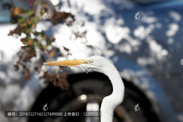 鳥(niǎo)首特寫(xiě)