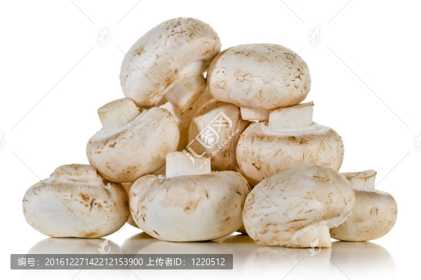 蘑菇