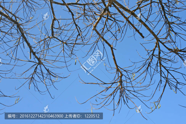死樹(shù)