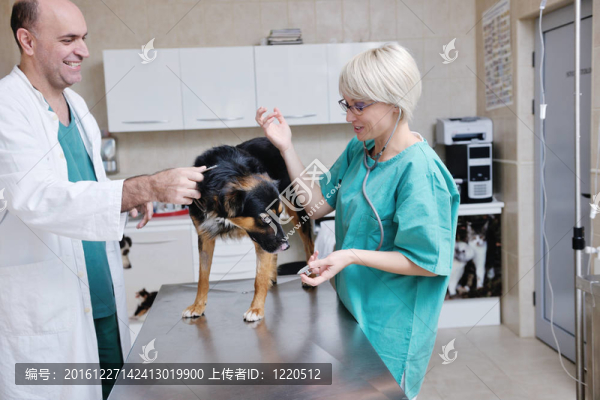 小型動物診所的獸醫(yī)及助理