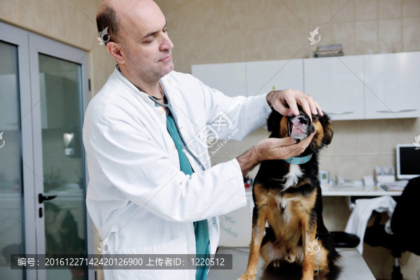 小型動物診所的獸醫(yī)及助理