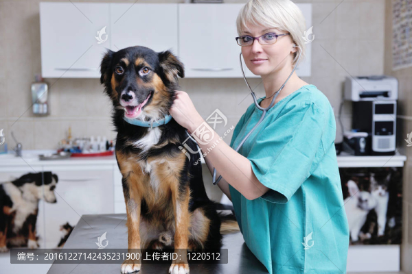 小型動物診所的獸醫(yī)及助理