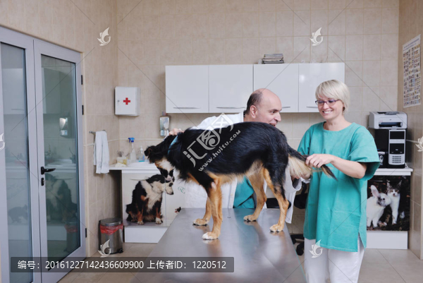 小型動物診所的獸醫(yī)及助理