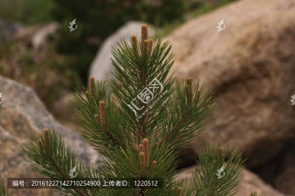 粗壯的松樹