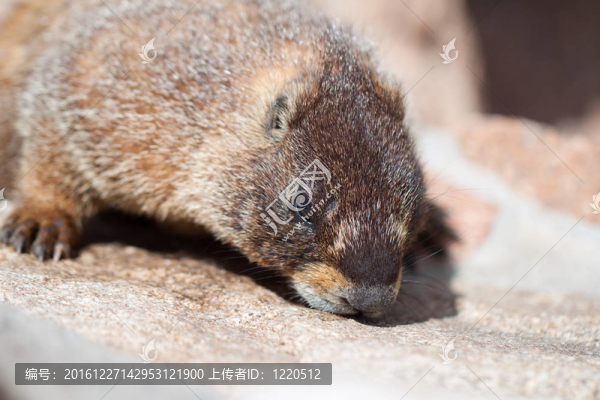 野生的土撥鼠