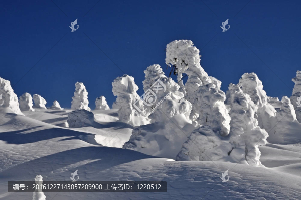 白雪覆蓋的云杉