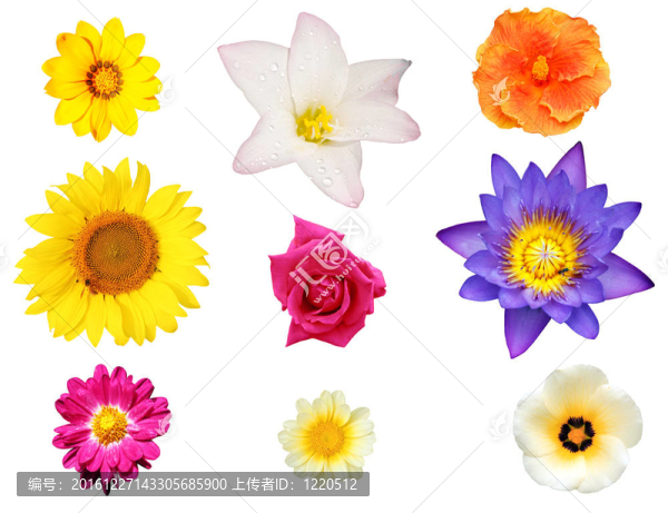 像百合花分離收集；芙蓉；雛菊