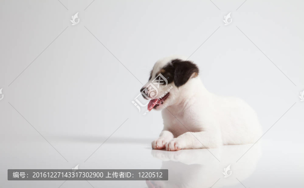 小狗