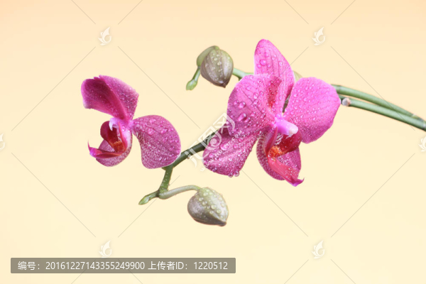 蘭花在枝上有芽