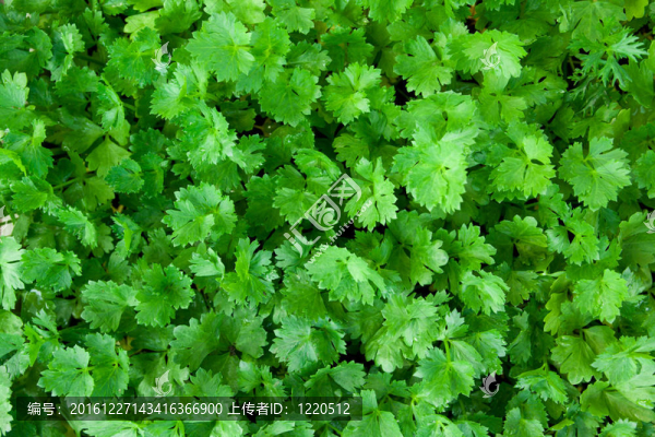 芹菜-匯圖網(wǎng) www.fosd68.com 芹菜