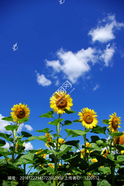 向日葵花田