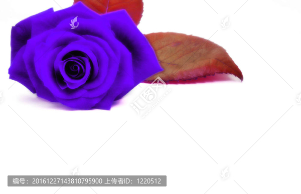 紫色的愛