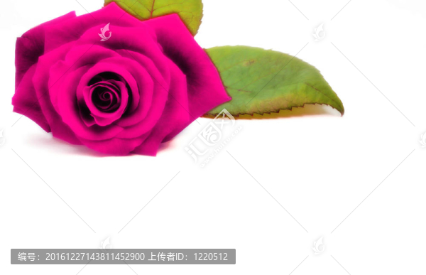 紫玫瑰