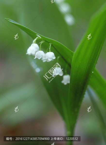 雨后。