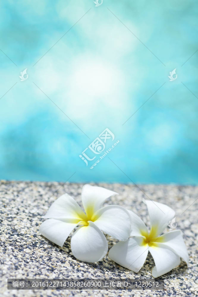 游泳池旁的白花。垂直射擊；非常淺景深。