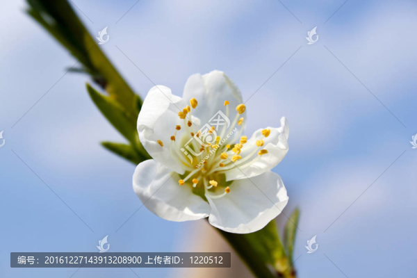 蘋果花