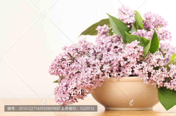 丁香花