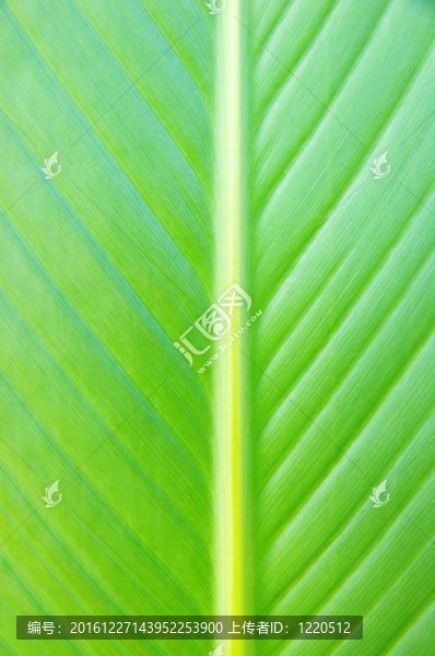 葉片結(jié)構(gòu)