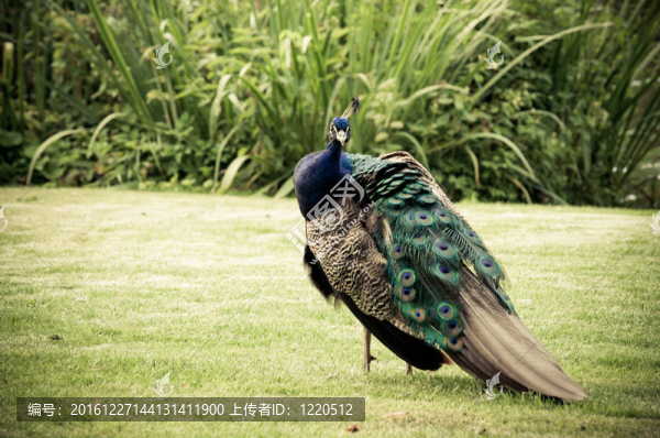雄性孔雀多彩