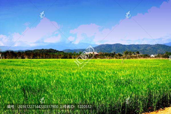 大麥的田野