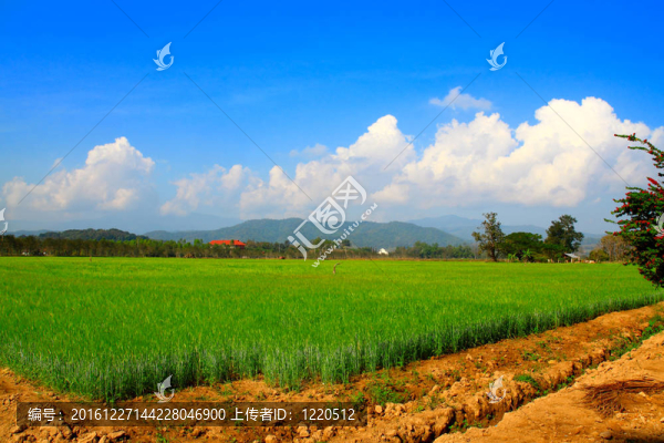 大麥的田野