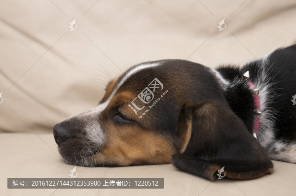 比格睡覺(jué)