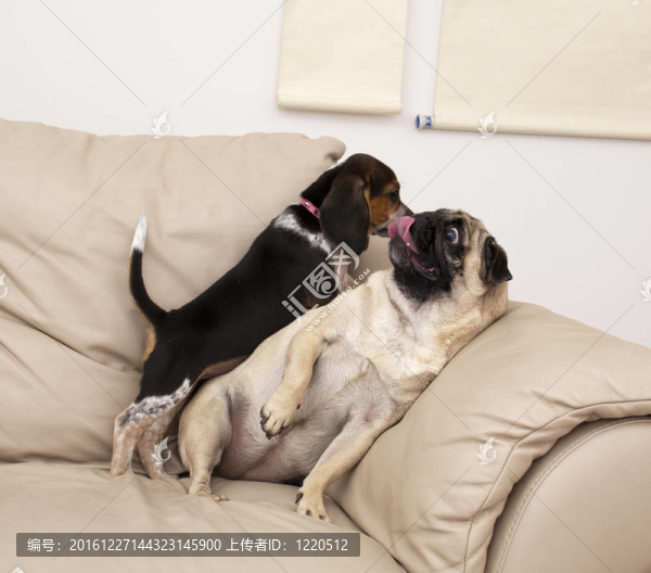哈巴狗和比格犬玩耍