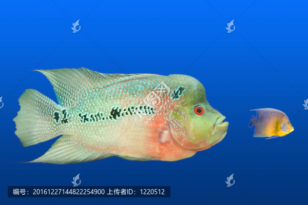 大吃小的