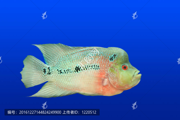 熱帶魚隔離