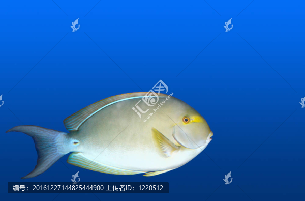 魚在水族館