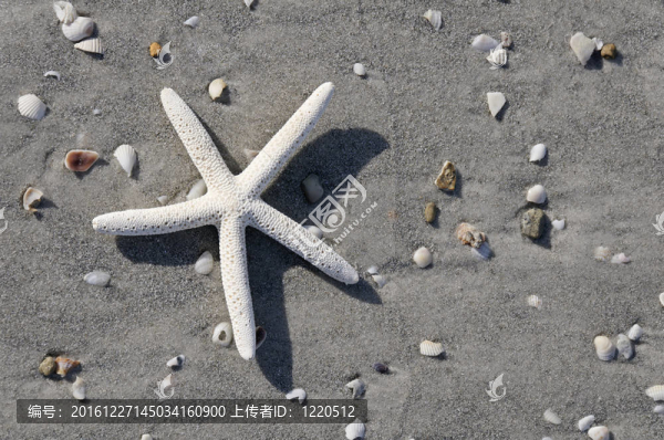海灘上的明星
