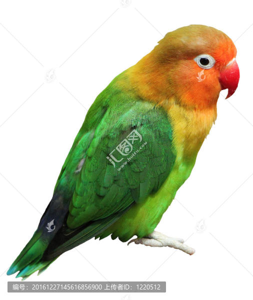 色的熱帶鳥