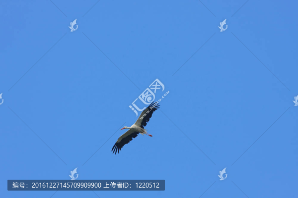 鸛鳥在飛行