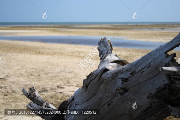 海灘上的德里夫特伍德
