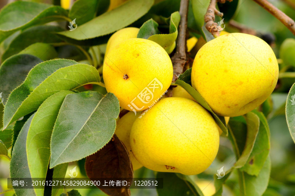 亞洲梨