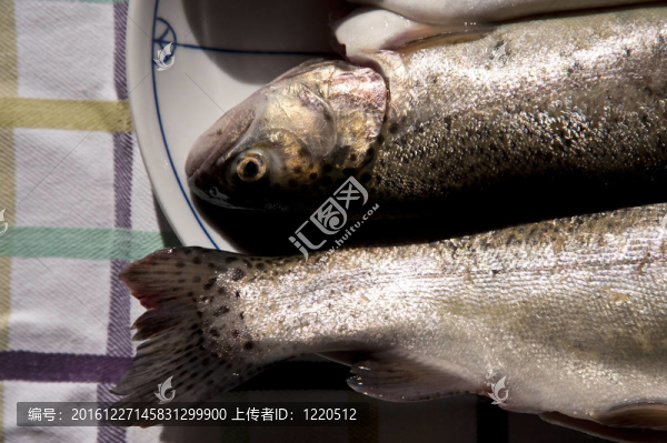 鱒魚