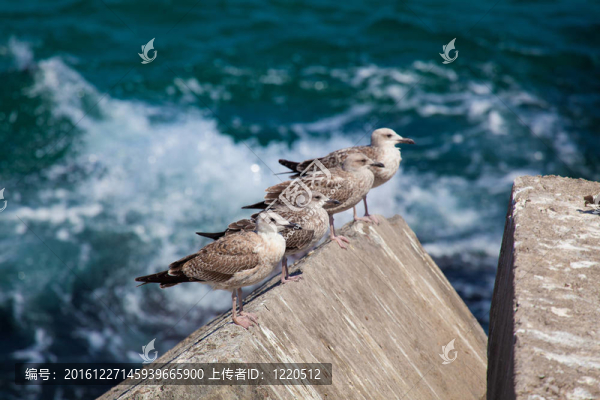 海鷗在利亞內(nèi)斯；奧維耶多；西班牙