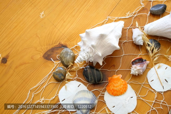 海貝殼