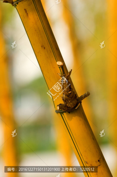 竹