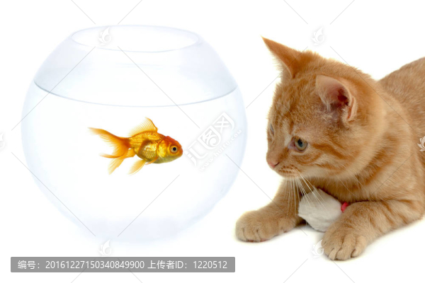 白色背景下的貓魚(yú)和老鼠
