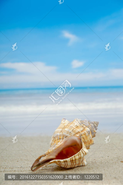 海灘貝殼