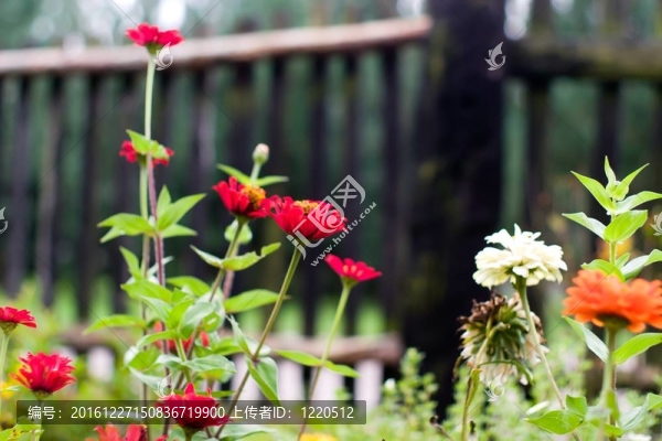 柵欄