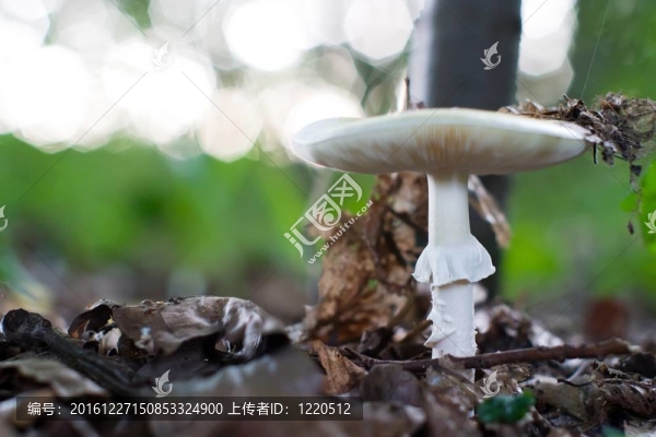 蘑菇