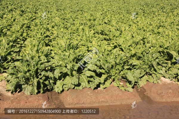 晚夏甜菜田間