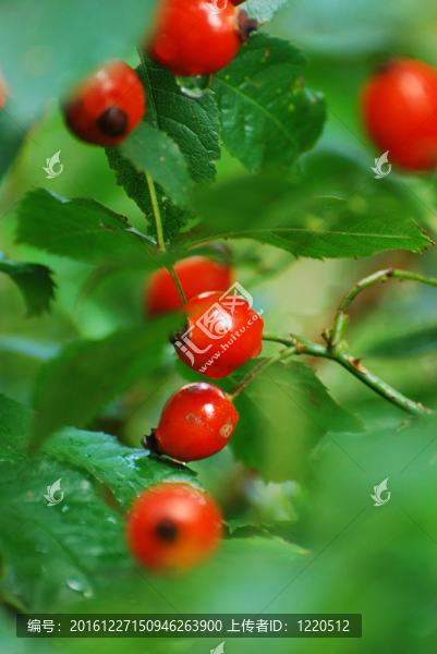 雨后6,Rosehip,bush
